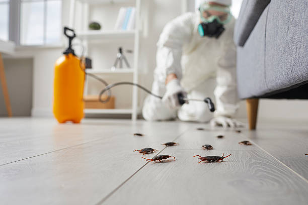Post-Treatment Bed Bug Interceptor Monitoring in Fairfield Glade